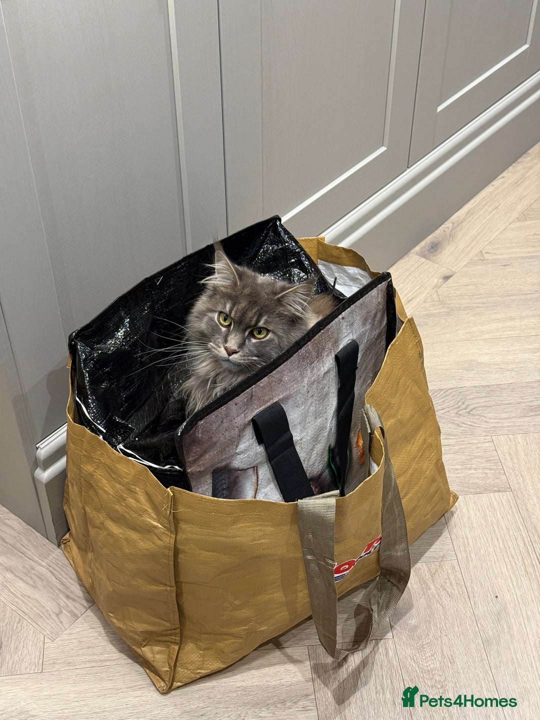 Maine Coon cats for sale: 1 year old male Maine Coon  - Advert 3