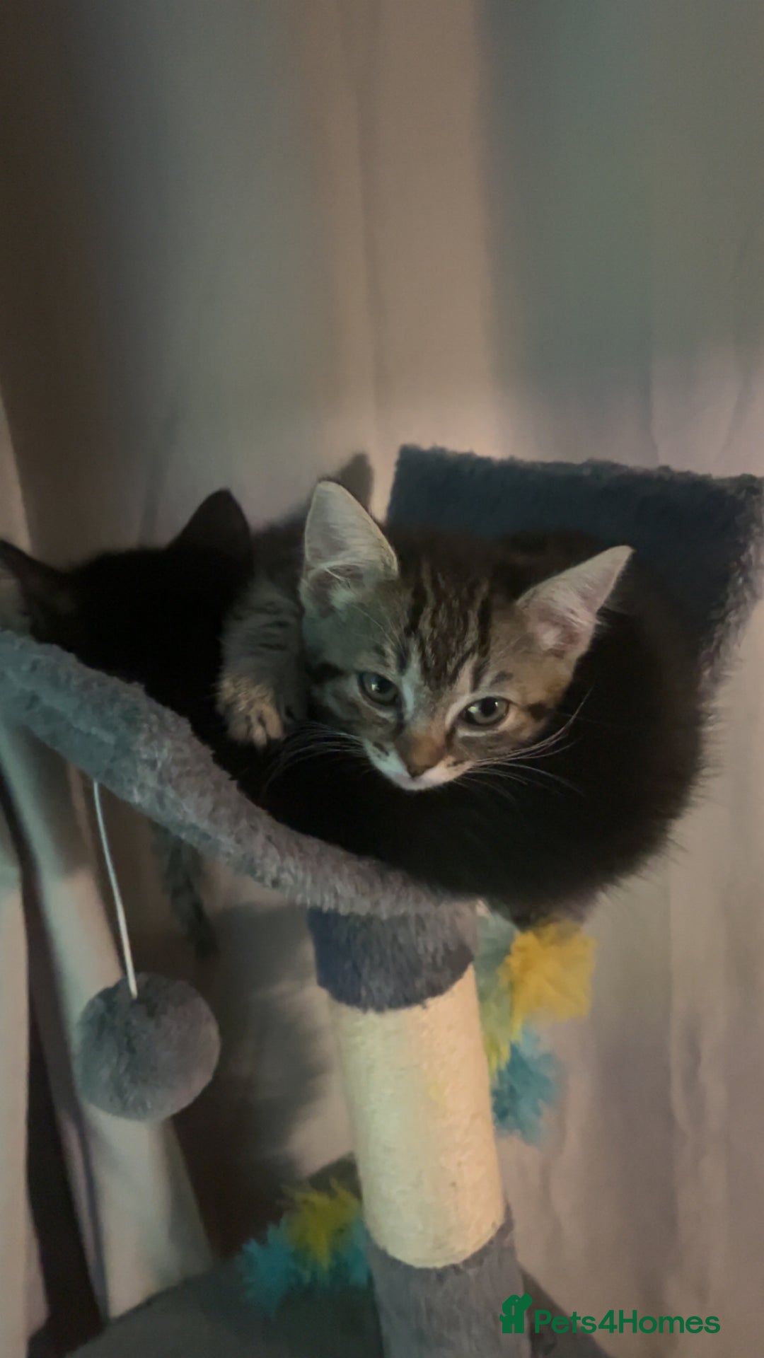 Mixed Breed cats for sale: Male & female kittens - Image 3