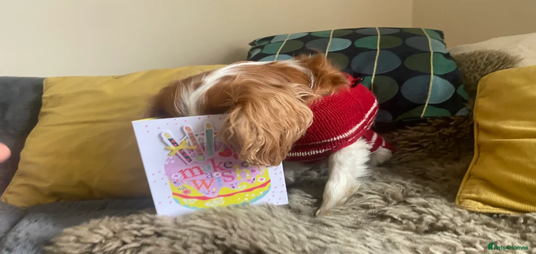 Gallery Image {{count}}