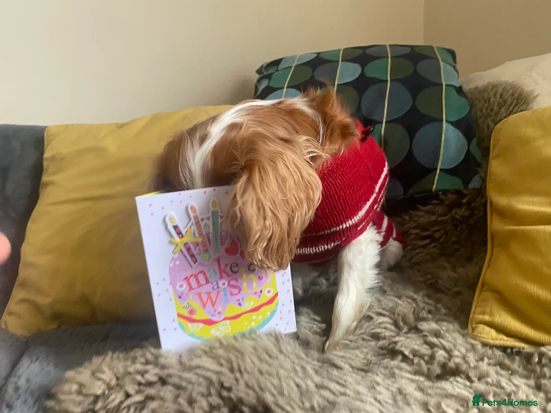 Gallery Image {{count}}