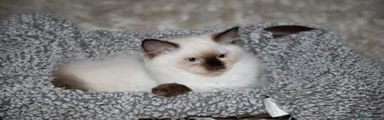 Gorgeous Seal Point Ragdoll Male Kitten Purple Collar