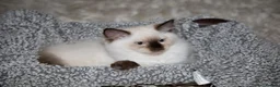 Ragdoll cats for sale: Beautiful Purebred Ragdoll Kittens Ready Now  - Advert 18