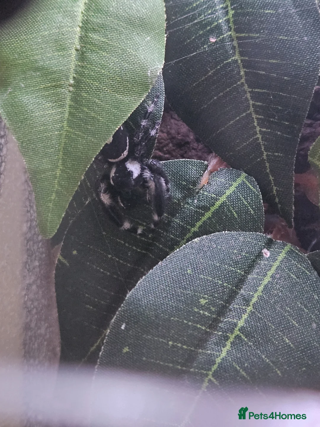 Spiders invertebrates for sale: 5 Jumping spiders + enclosures, heat mats etc in Norwich - Advert 2