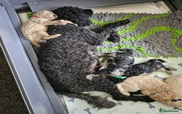 Miniature Poodle dogs for sale: Minatare Poodle Ready Now - Image 9