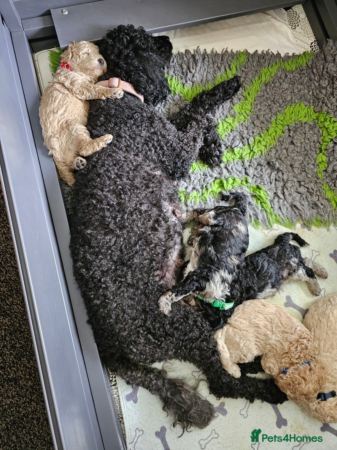 Miniature Poodle dogs for sale: Minatare Poodle Ready Now - Image 9
