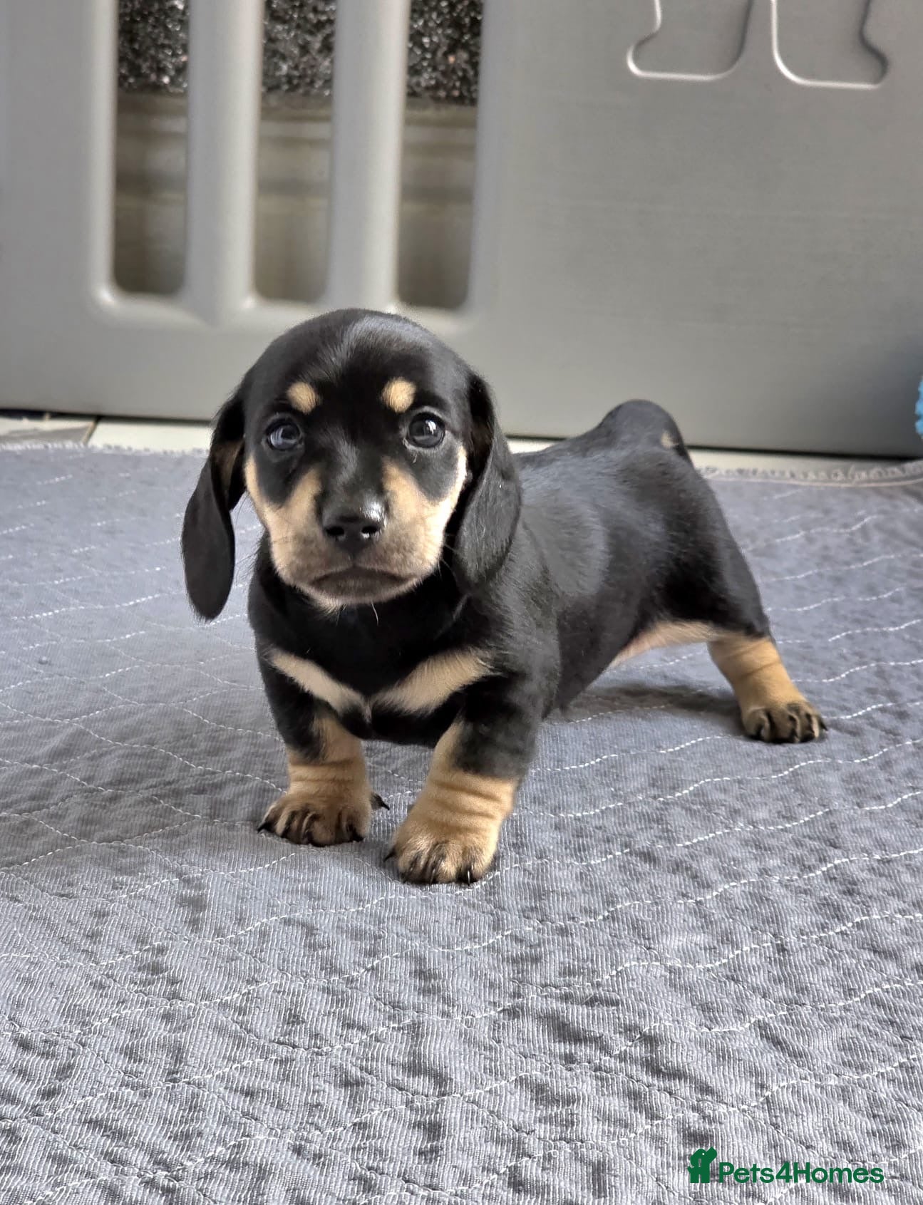 Miniature Dachshund dogs for sale: 🐾✨ GORGEOUS MINIATURE KC DACHSHUND PUPPIES ✨🐾 - Advert 2