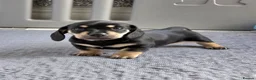 Miniature Dachshund dogs for sale: 🐾✨ GORGEOUS MINIATURE KC DACHSHUND PUPPIES ✨🐾 - Advert 4
