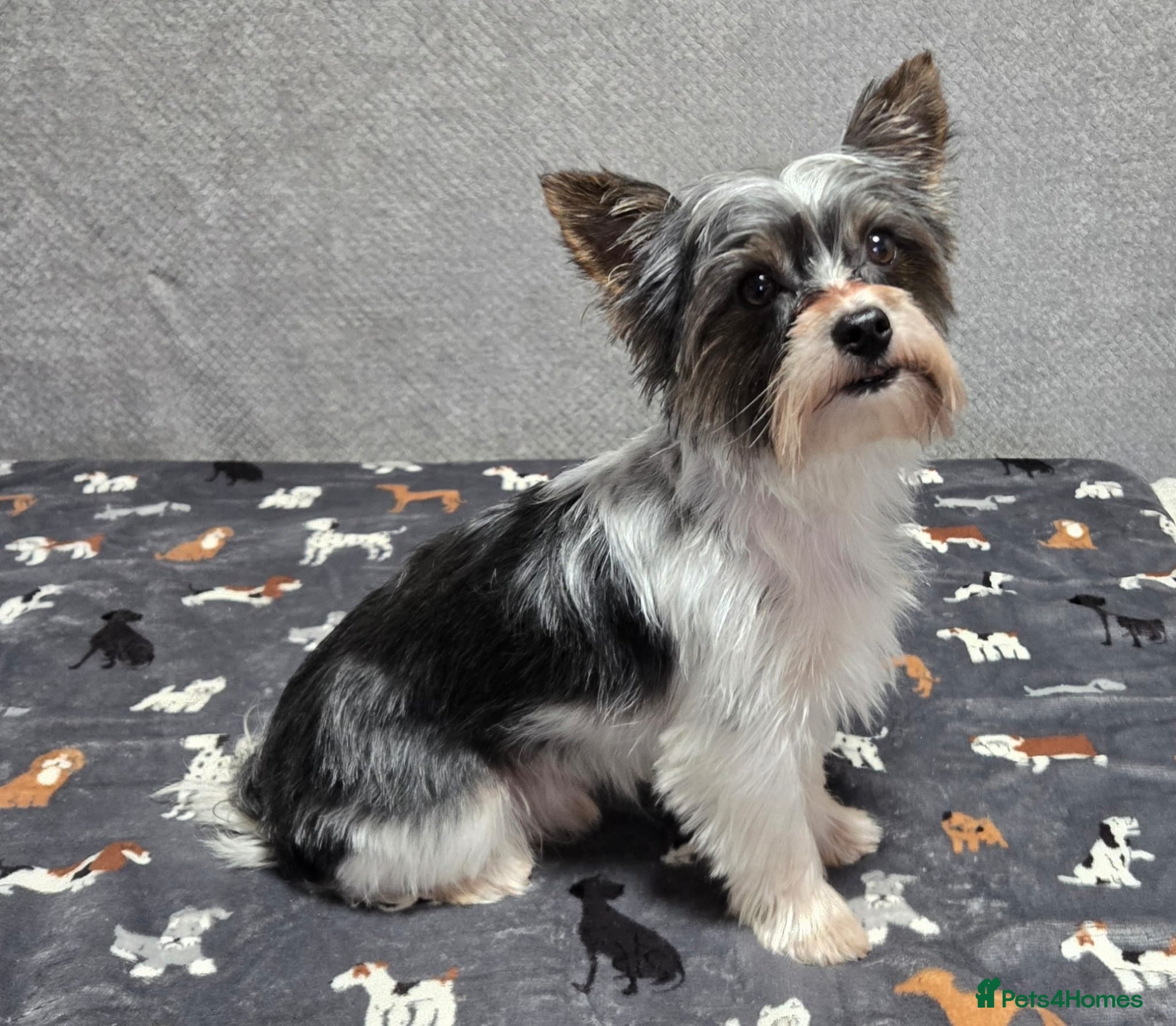 Biewer Terrier dogs Yorkie / Biewer Tri Coloured Puppies - Advert 1