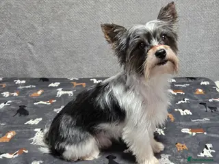 Biewer Terrier dogs Yorkie / Biewer Tri Coloured Puppies - Advert 1