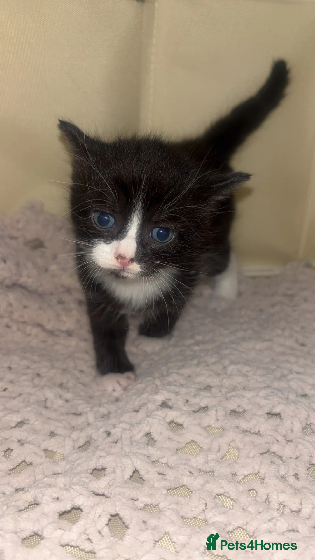 Mixed Breed cats for sale: Mixed breed kittens in Portsmouth - Advert 4