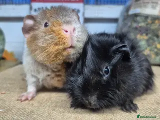 Guinea Pig rodents Baby teddy guinea pigs - Advert 12