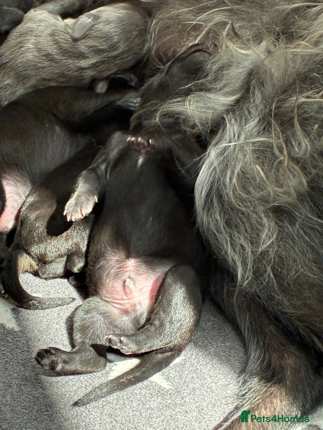 Bedlington Terrier dogs for stud: Bedlington Terrier Stud - Liver - AGE 6 - CT CLEAR in Darlington - Advert 16