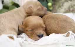 Cavapoo dogs for sale: *HEALTH TESTED* CAVAPOO PUPPIES - Image 6