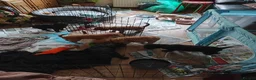 Cockapoo dogs for sale: Cockapoo Puppies, F2, Midlothian - Advert 4