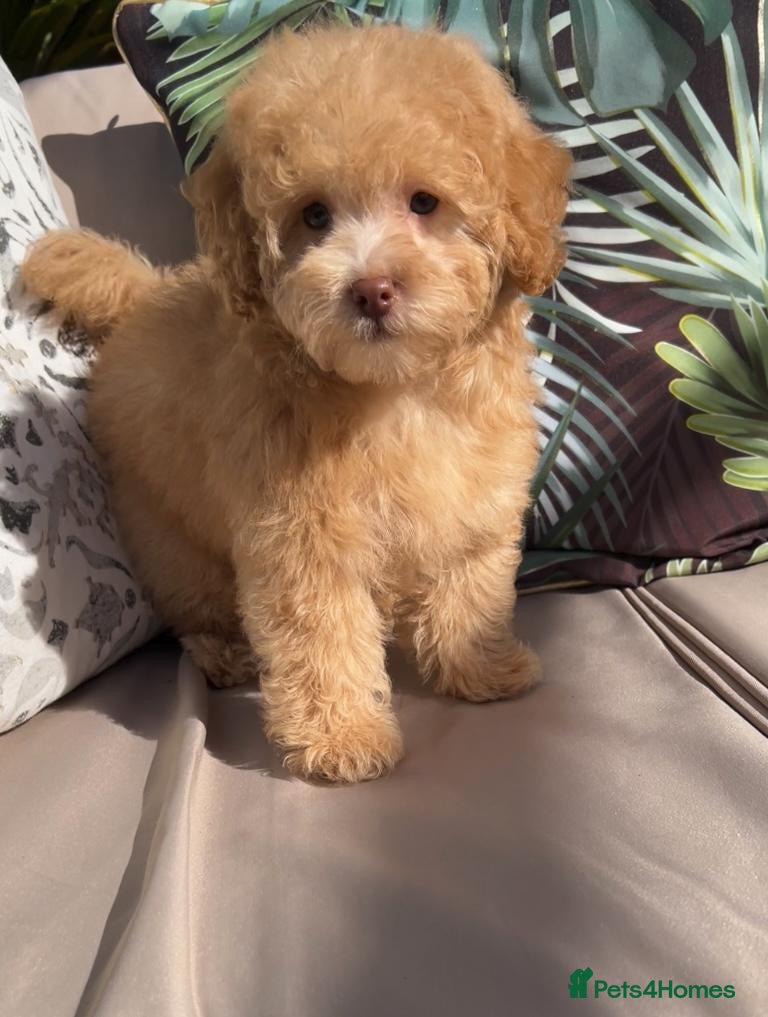 Labradoodle dogs LAST ONE!! Mini Labradoodle Puppy READY NOW!  - Advert 4