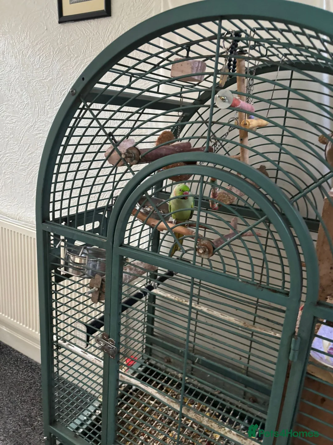 Ringnecks birds for sale: Breedable Hand tamed Indian ringneck parrot  in Blackburn - Advert 1