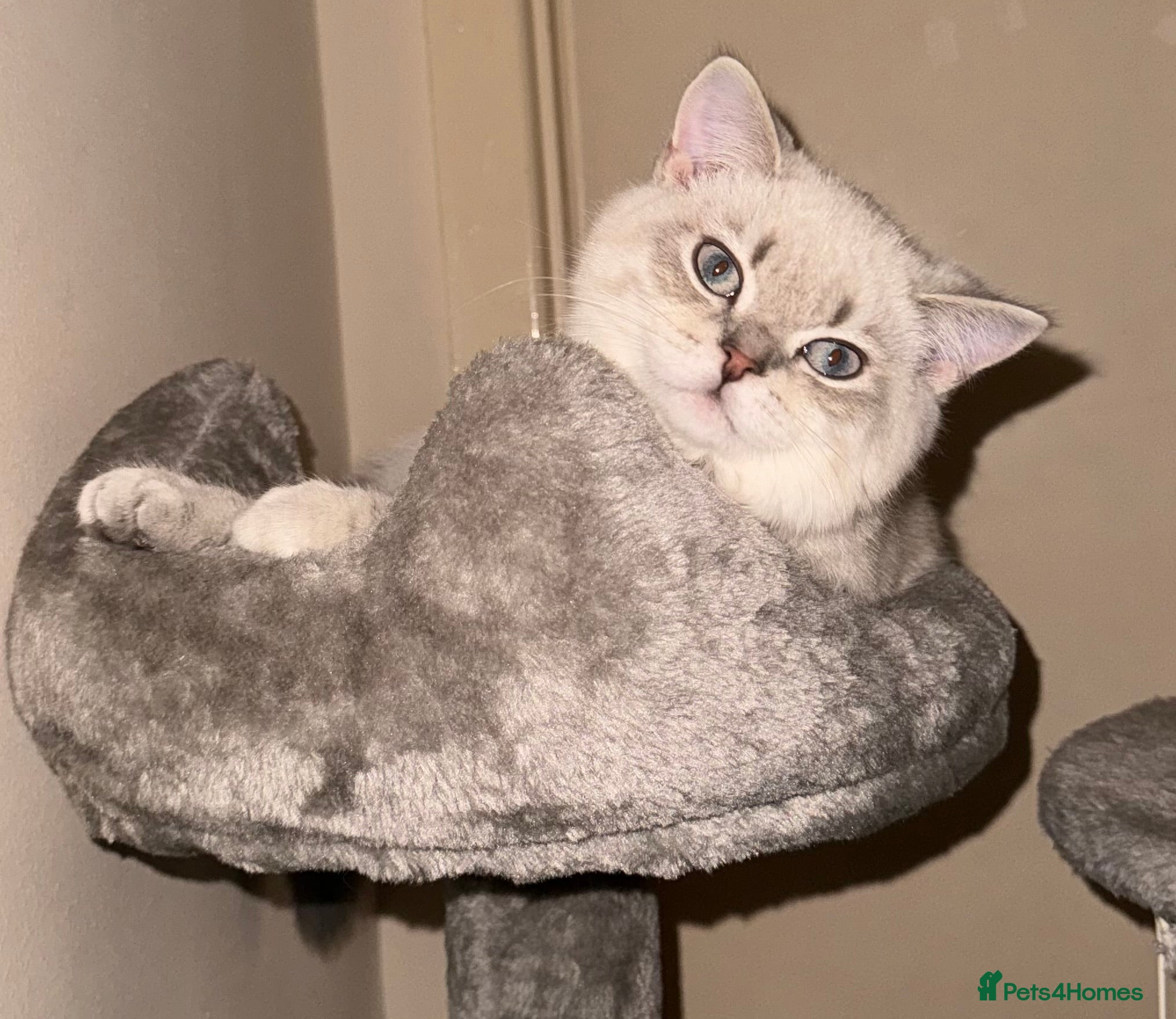 Scottish Fold cats Lovely Scottish Straight boy for stud - Advert 6