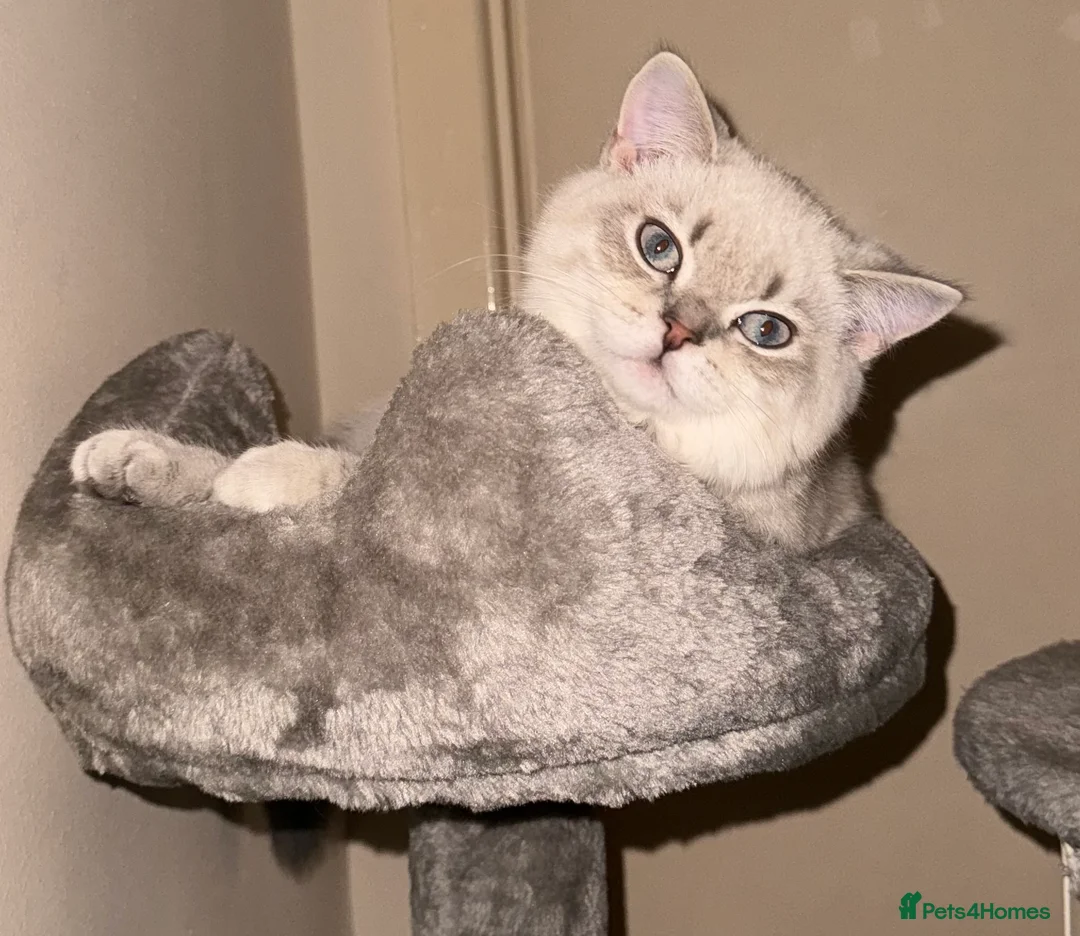 Scottish Fold cats for stud: Lovely Scottish Straight boy for stud in Milton Keynes - Advert 19