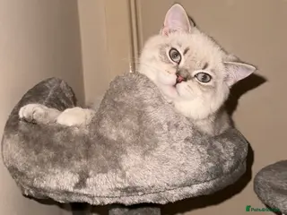 Scottish Fold cats Lovely Scottish Straight boy for stud - Advert 6