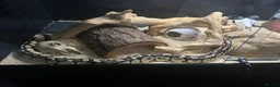 Python Snake reptiles for sale: Fire fly royal python and full set up in Rushden - Advert 3