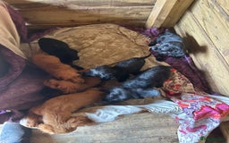 Cocker Spaniel dogs for sale: Gorgeous working Cocker Spaniel puppies - Image 2