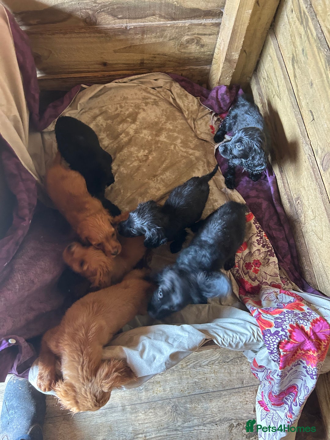 Cocker Spaniel dogs for sale: Gorgeous working Cocker Spaniel puppies - Image 2