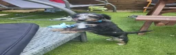 Jackapoo dogs for sale: Jackapoo for £700 Ono  - Advert 4
