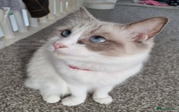Ragdoll cats for sale: Ragdoll kittens  - Image 5