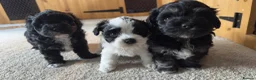 Yorkiepoo dogs for sale: Beautiful yorkiepoo puppies  - Advert 3