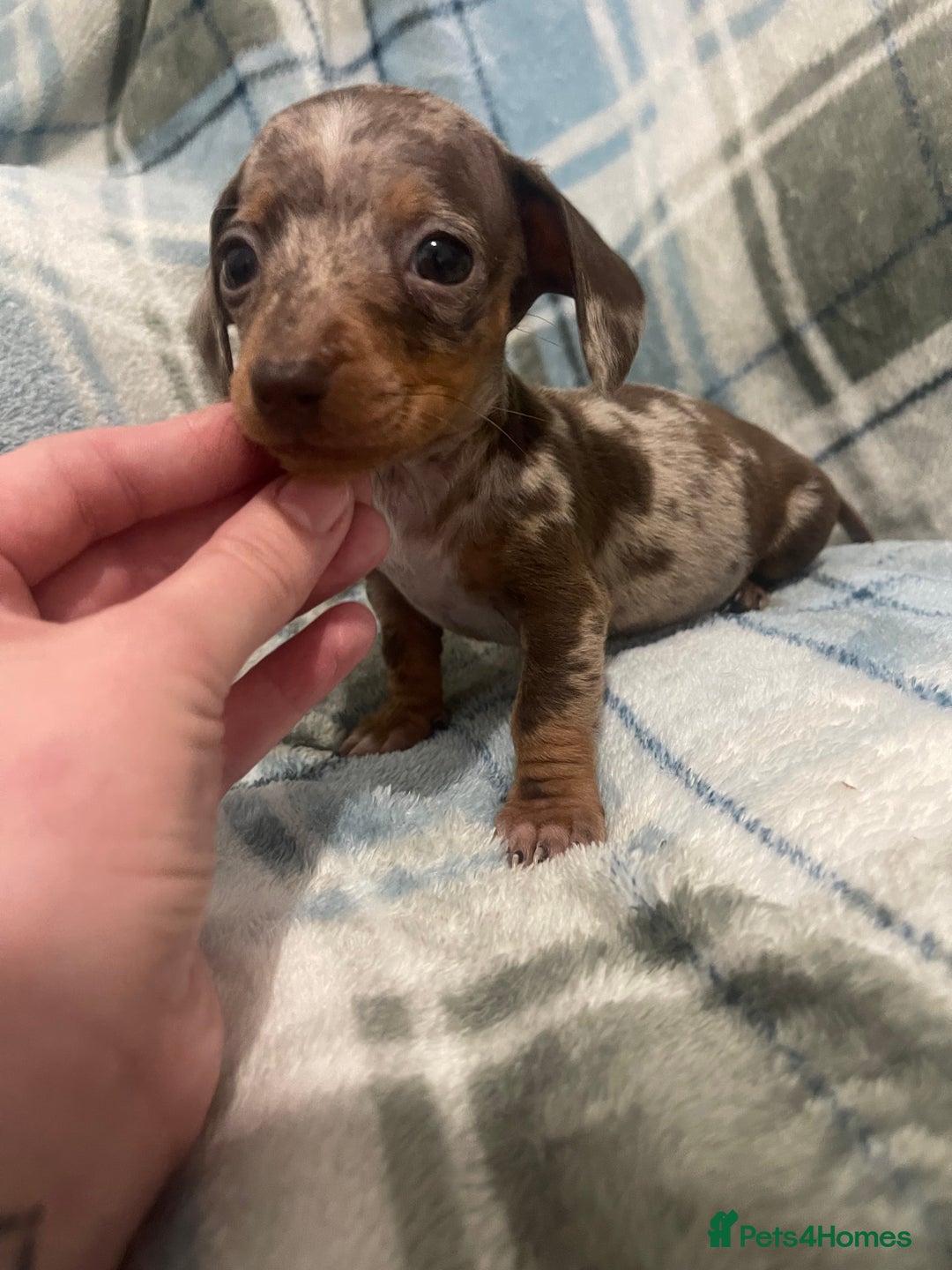 Miniature Dachshund dogs for sale: KC registered miniature dachshund For sale  - Image 2