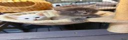 Maine Coon cats for sale: Mainecoon x  - Advert 22