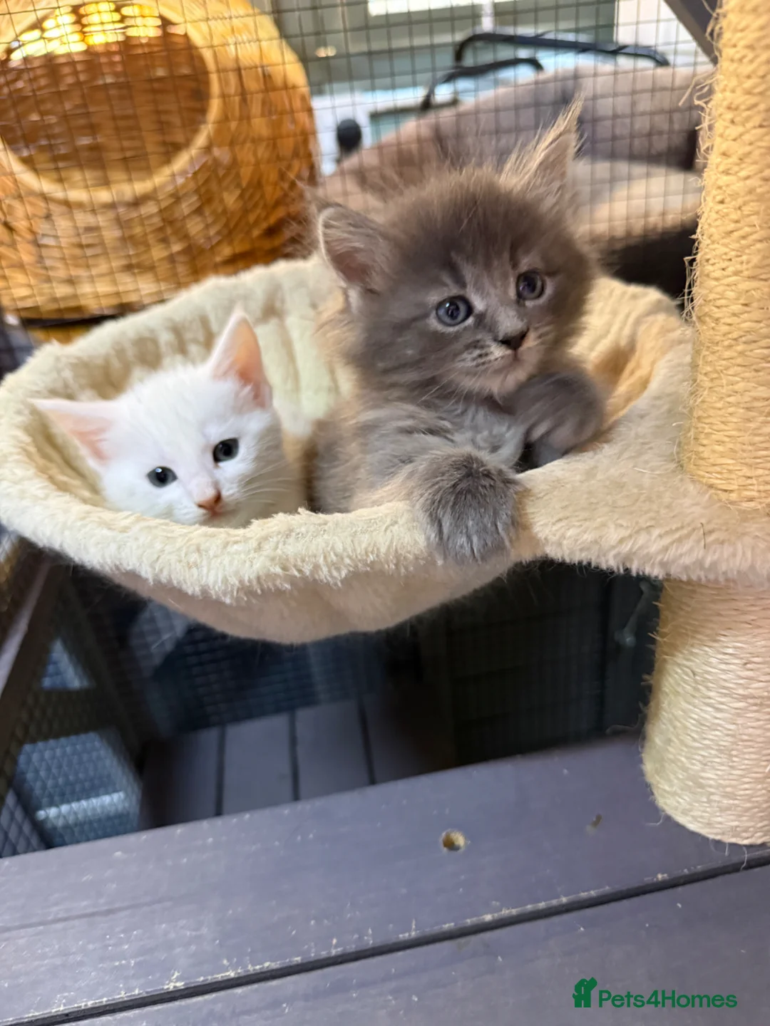 Maine Coon cats for sale: Mainecoon x  - Advert 22