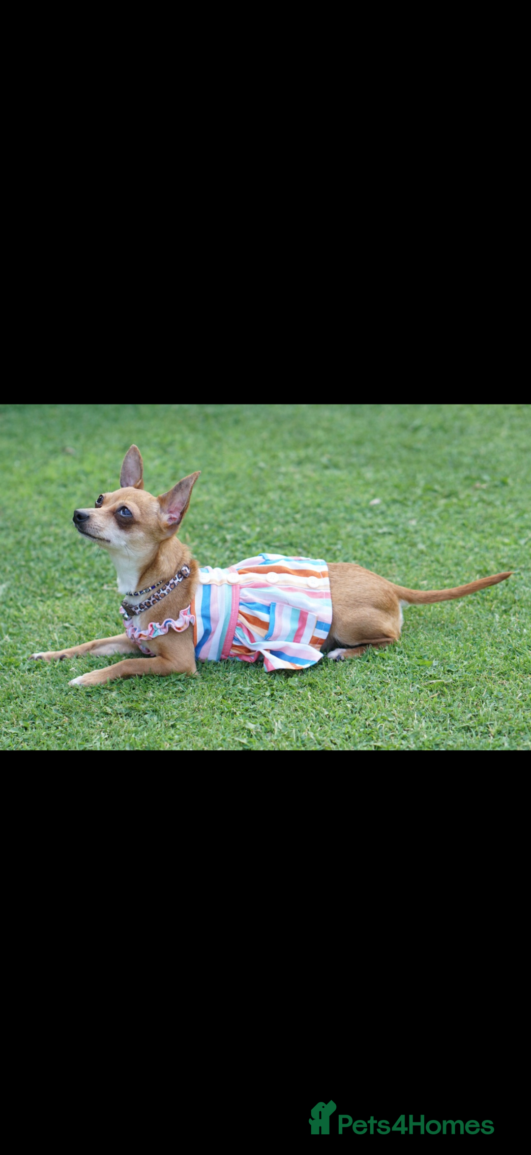 Chihuahua dogs for sale: Mum and daughter chihuahua must go together  - Advert 7