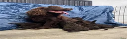 Cockapoo dogs for sale: Chocolate Cockapoo Pups - Advert 2