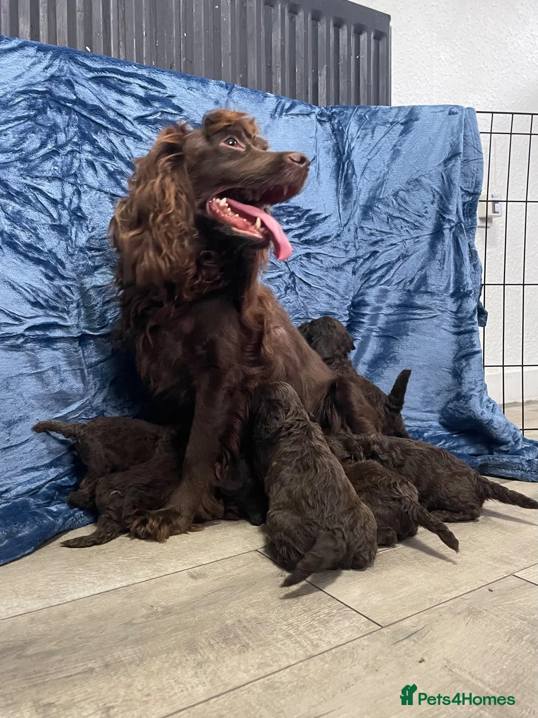 Cockapoo dogs for sale: Chocolate Cockapoo Pups - Advert 2