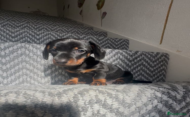 Miniature Dachshund dogs - Advert 9