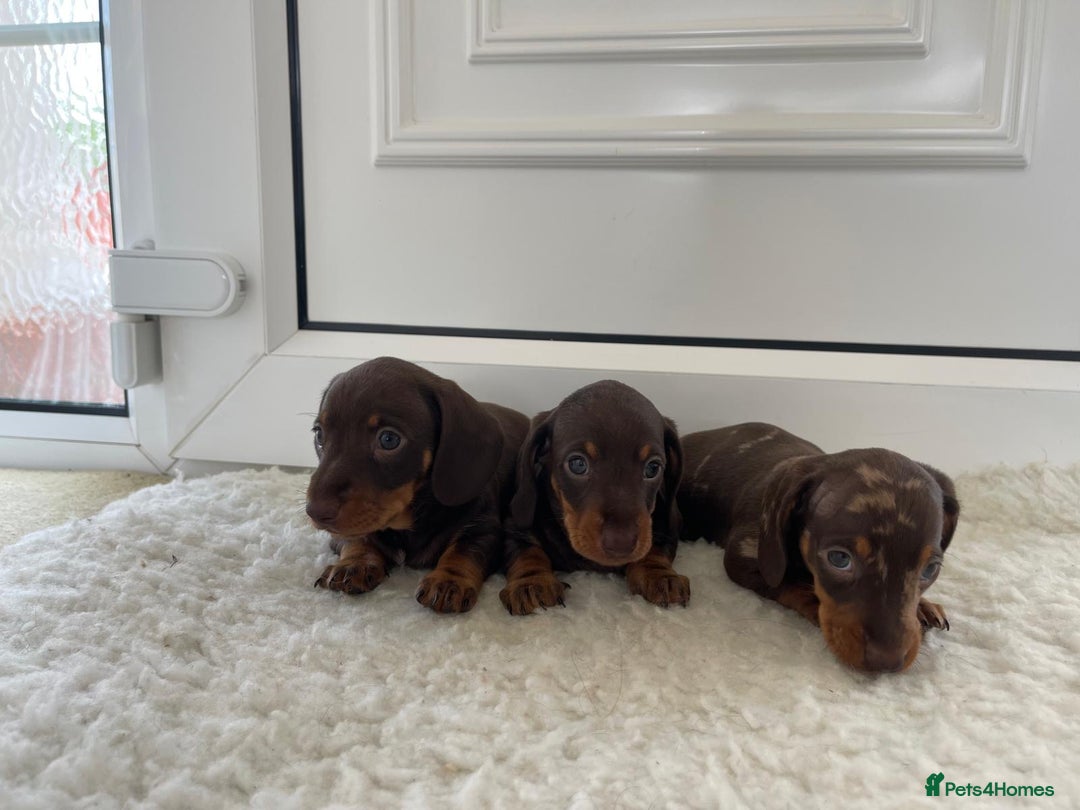 Miniature Dachshund dogs for sale: Miniature dachshund - Image 18