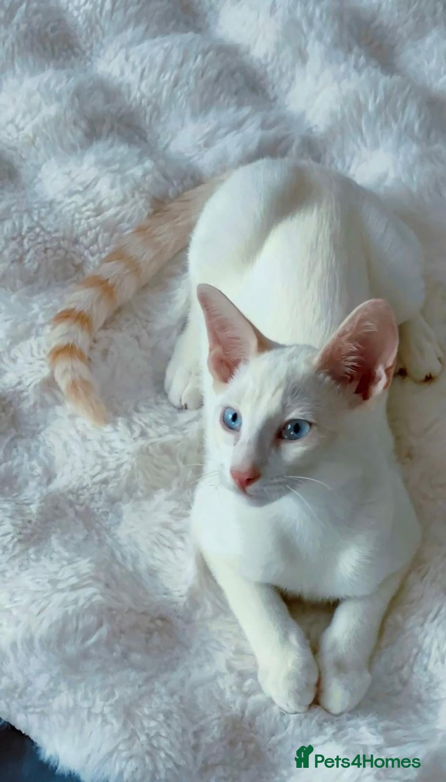 Cornish Rex cats Last Boy-Super Affectionate & Loving ♥️  - Advert 2