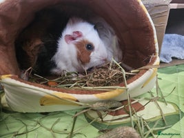 Guinea Pig rodents - Advert 13