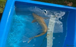 Koi Carp fish for sale: Various koi carp for sale  - Image 39