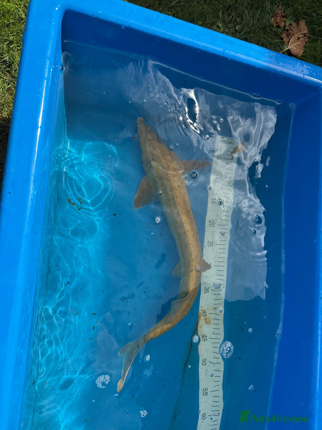 Koi Carp fish for sale: Various koi carp for sale  - Image 39
