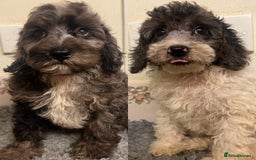 Cockapoo dogs for sale: Gorgeous F2b show type Cockapoo babies blue merles - Image 1