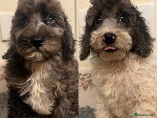 Cockapoo dogs - Advert 3