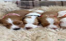 Cocker Spaniel dogs for sale: Beautiful cocker spaniel puppies  - Image 4
