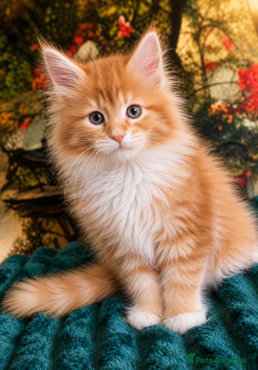 Maine Coon cats Maine Coon Kittens World Champion Bloodlines - Advert 1