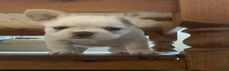 French Bulldog dogs for sale: Fluffy French bulldog - Advert 5