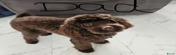 Cockapoo dogs for sale: 🐶💕 BEAUTIFUL COCKAPOO PUPPIES FOR SALE 💕🐶 - Advert 2