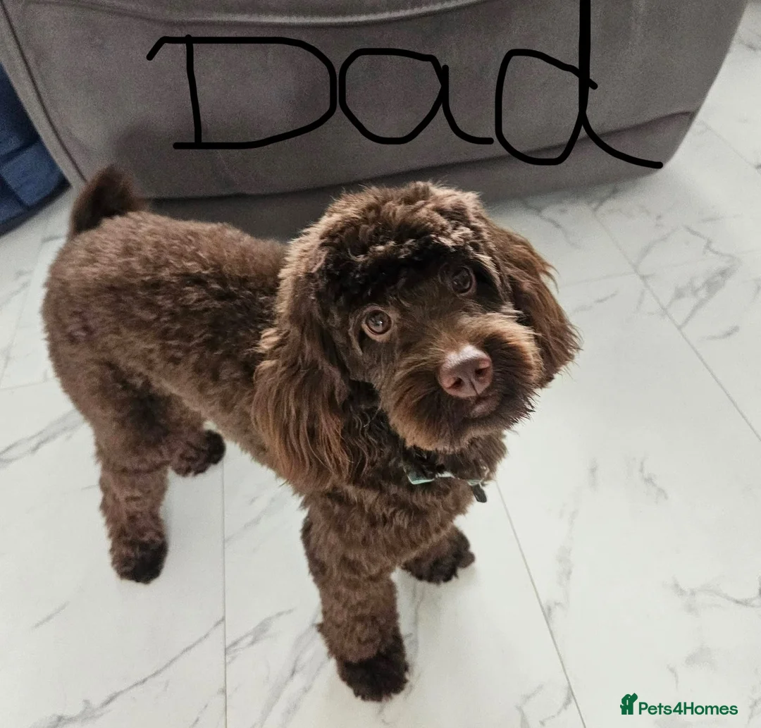 Cockapoo dogs for sale: 🐶💕 BEAUTIFUL COCKAPOO PUPPIES FOR SALE 💕🐶 - Advert 2