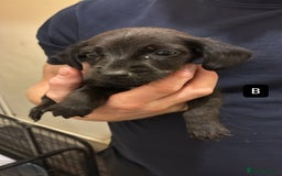 Mixed Breed dogs for sale: Patterdale/dashound pups - Advert 1