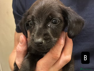 Mixed Breed dogs Patterdale/dashound pups - Advert 12